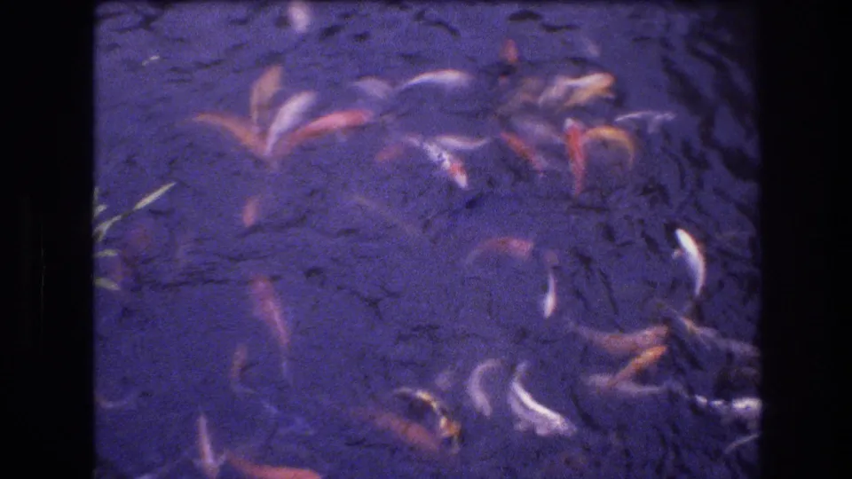 1977 Honolulu-area 8mm frame with scattered koi in orange, white, and dark tones moving across a rippled pond surface tinted purple-blue.