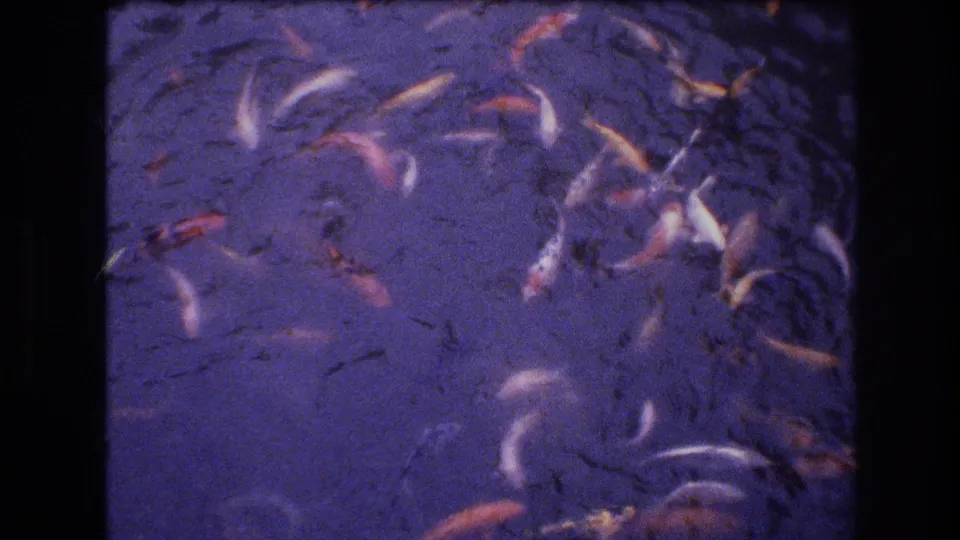 1977 Honolulu-area 8mm frame showing a loose cluster of koi swimming through purple-blue pond water with grain, softness, and the contact-sheet divider visible.