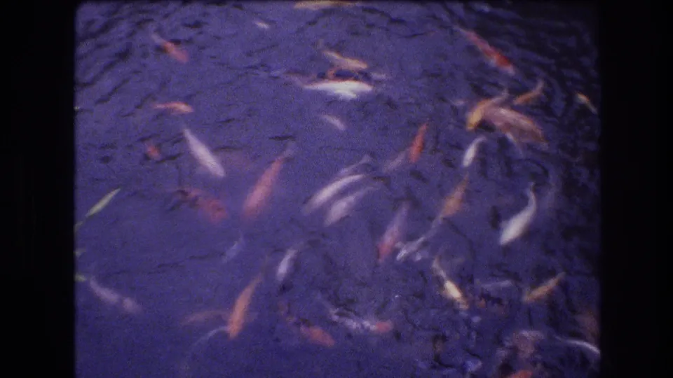 1977 Honolulu-area 8mm frame with koi distributed across a purple-blue pond surface, showing soft focus, grain, and dark film edges.