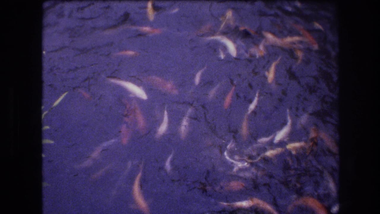 Koi swim in a dark purple-tinted pond within an 8mm film frame.