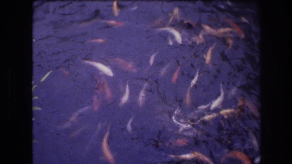 In 1977 Honolulu home-movie footage, white, orange, red, and dark koi move across a purple-tinted pond surface with visible 8mm frame edges.