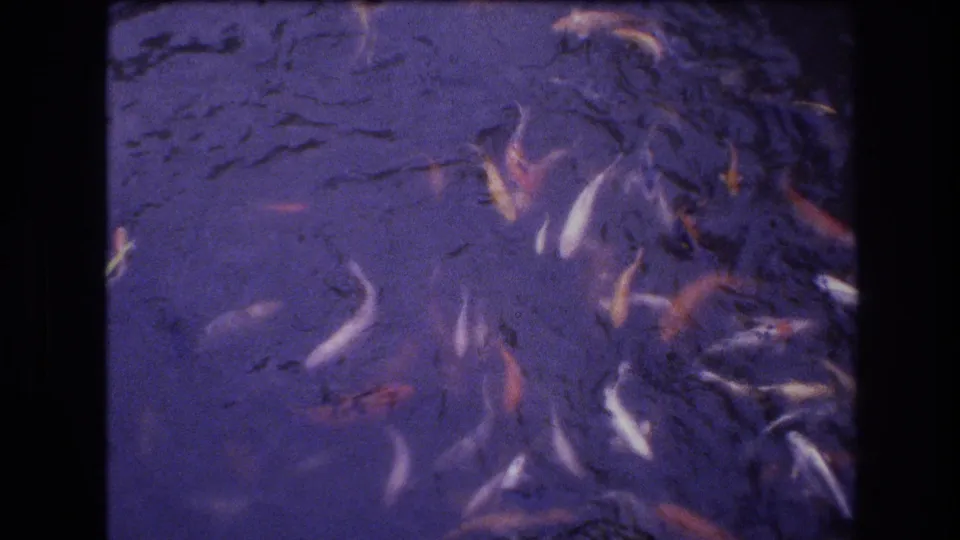 Koi in pale, orange, and red tones cluster and turn in a dark pond, shown with soft focus and 8mm home-movie borders from the Honolulu clip.