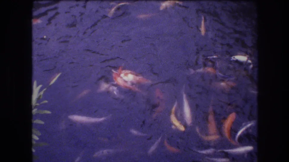 A group of koi swim through purple-blue pond water, with a pale plant shape near the lower left and soft 8mm grain across the 1977 Honolulu frame.
