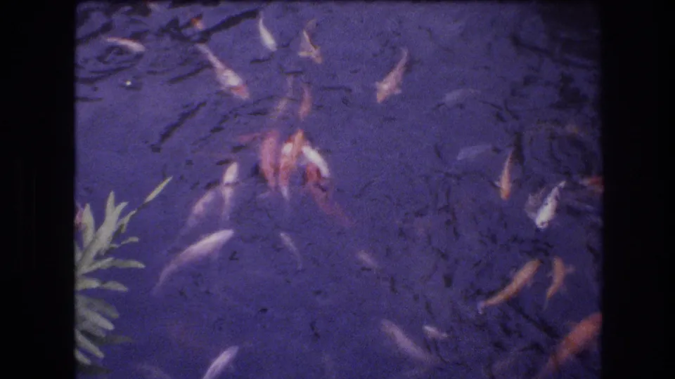 Multiple koi spread through a purple-tinted pond beside a pale plant shape at the lower left, with soft grain and black borders characteristic of 8mm home-movie footage.
