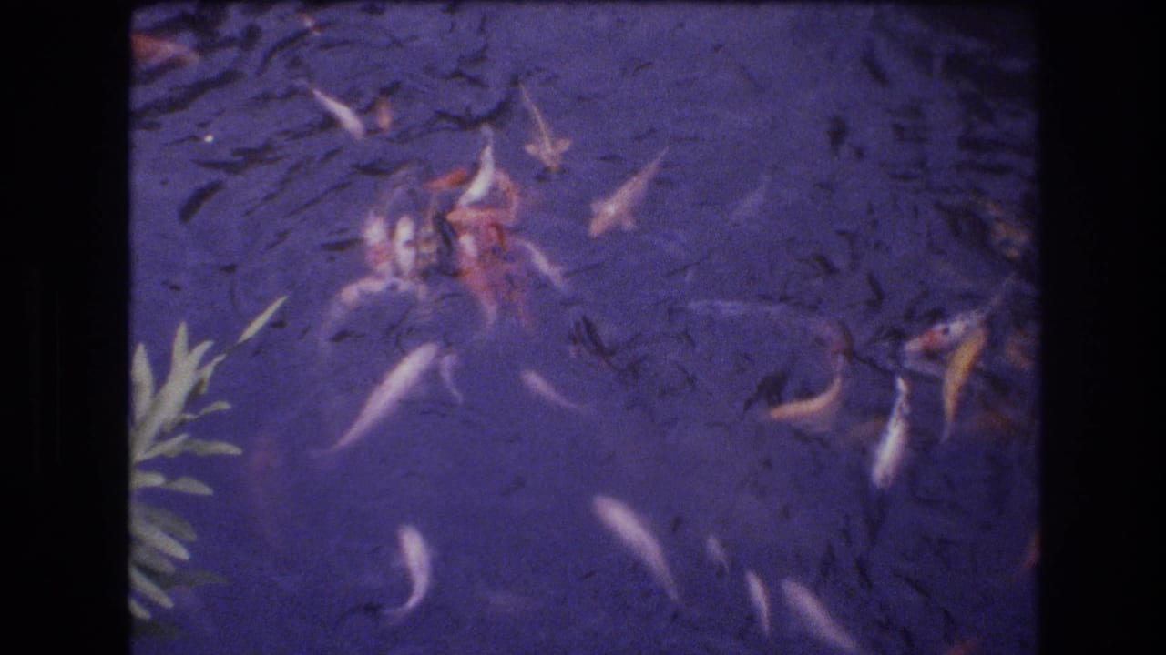 Koi fish swim in blue-purple pond water beside a green plant.