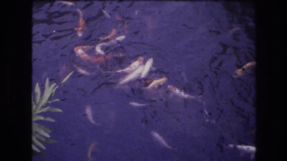 1977 Honolulu 8mm frame with white and orange koi swimming across rippled blue-purple pond water near a plant at the left edge.
