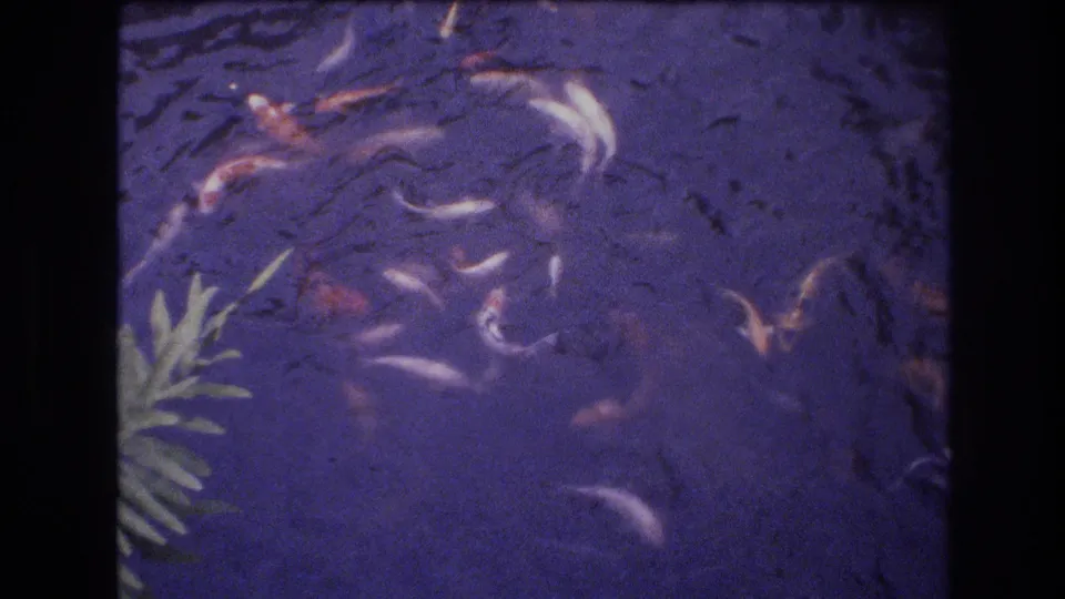 1977 Honolulu 8mm frame showing koi scattered through blue-purple pond water, with a green aquatic plant visible along the left margin.