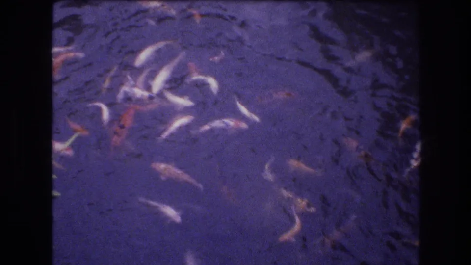 1977 Honolulu 8mm frame showing a cluster of koi in white, orange, and red tones moving through dark blue-purple rippled pond water.