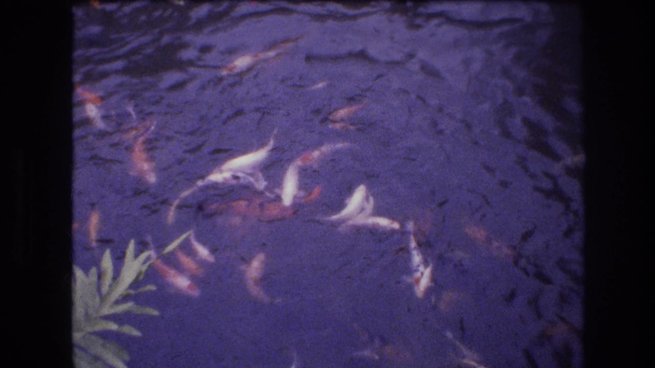1977 Honolulu home-movie frame showing orange, white, and mottled fish moving through purple-tinted pond water with a small green plant at the edge.