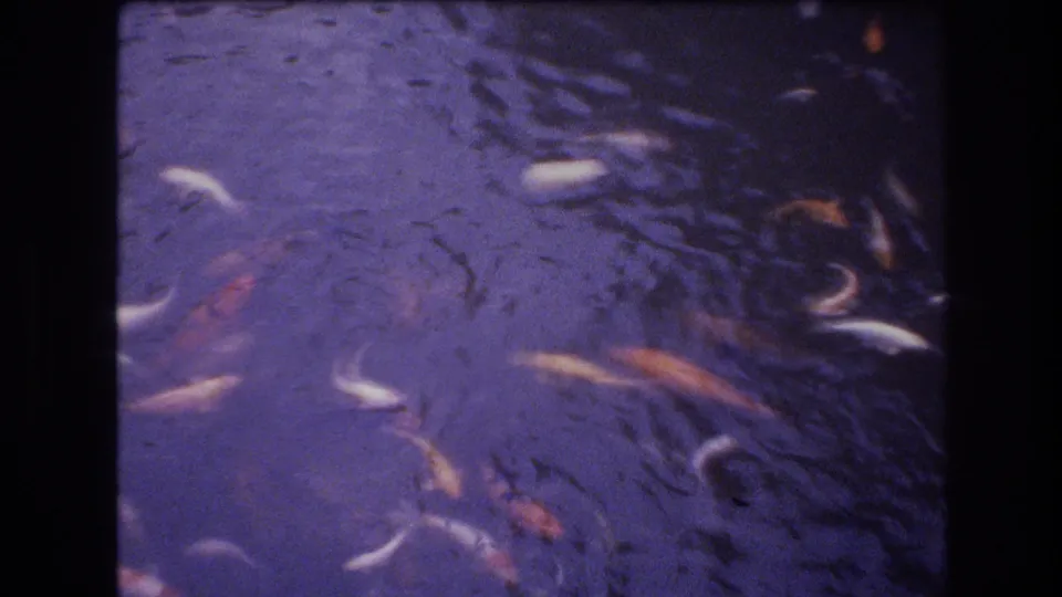 1977 Honolulu 8mm frame with scattered orange and white fish visible beneath a dark, purple-tinted pond surface.