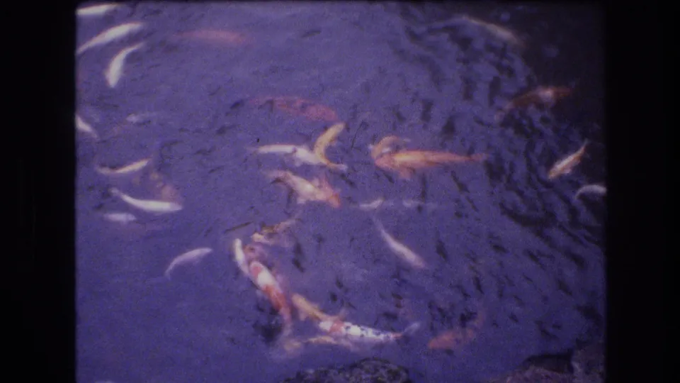 1977 Honolulu home-movie frame showing several koi-like fish clustered near the lower edge of a purple-tinted pond scene.