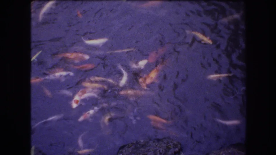 1977 Honolulu 8mm frame with multiple orange, white, and mottled fish gathered beneath a textured purple-blue pond surface.