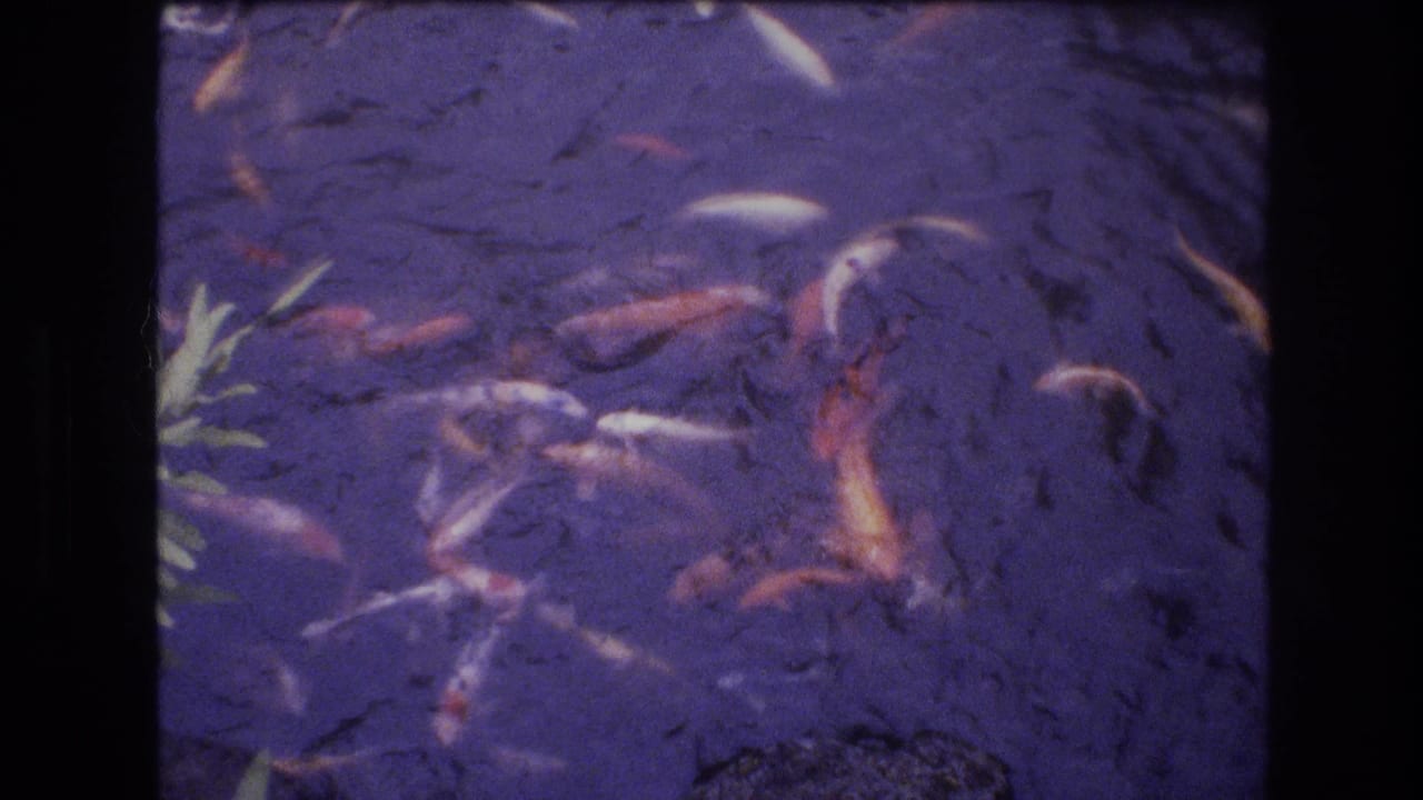 1977 Honolulu home-movie frame showing koi fish moving through purple-tinged pond water near leafy garden growth.
