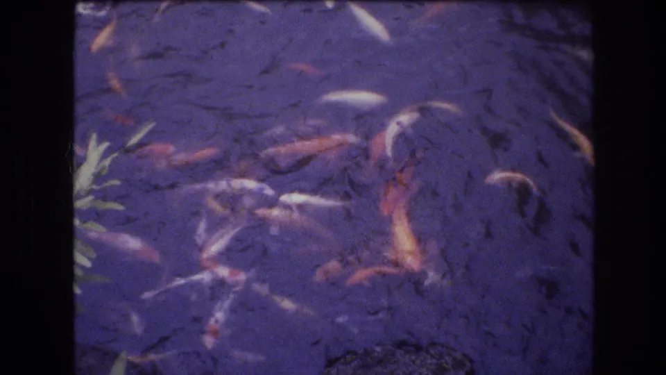 1977 Honolulu home-movie frame showing koi fish moving through purple-tinged pond water near leafy garden growth.