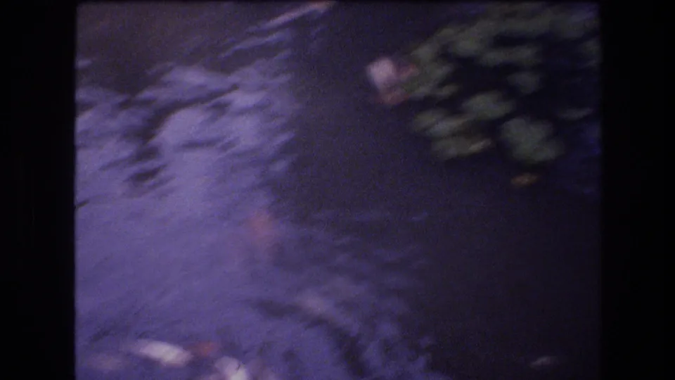 Soft 8mm frame from the Honolulu garden pond clip with blurred koi shapes beneath rippled water and foliage along the edge.