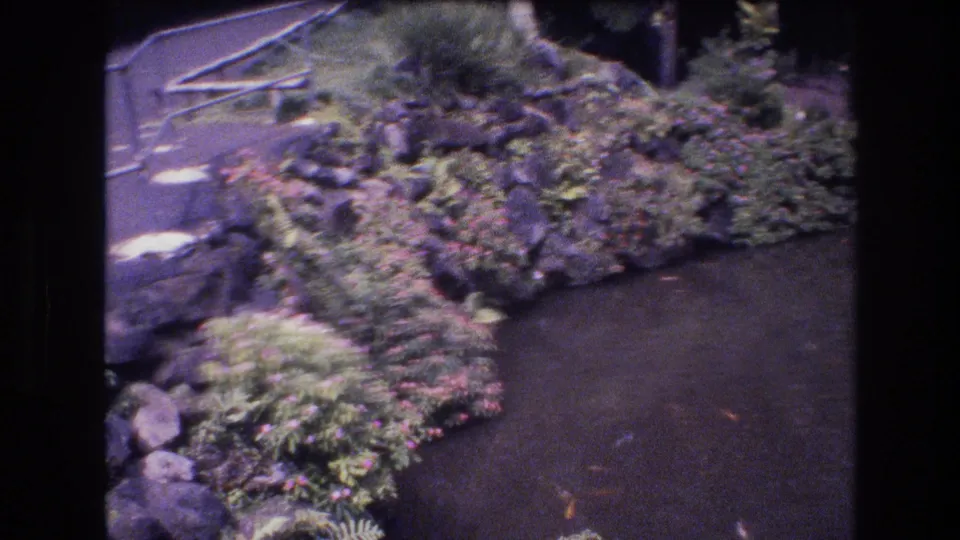 1977 Honolulu home-movie frame showing a landscaped pond border with rocks, plants, dark water, and a curved garden path.