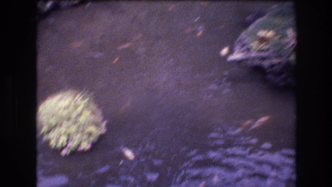 Dark pond water with floating leaves, a pale plant cluster, and rocky edges.