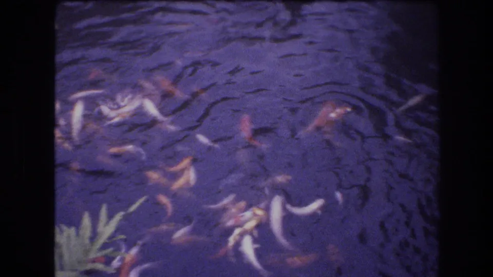 Close 1977 Honolulu home-movie view of small orange and pale fish moving under rippled, dark pond water.