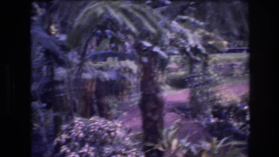 Tropical garden view in Honolulu with a small thatched-looking structure, palm fronds, rocks, and a path visible through grainy 8mm footage.