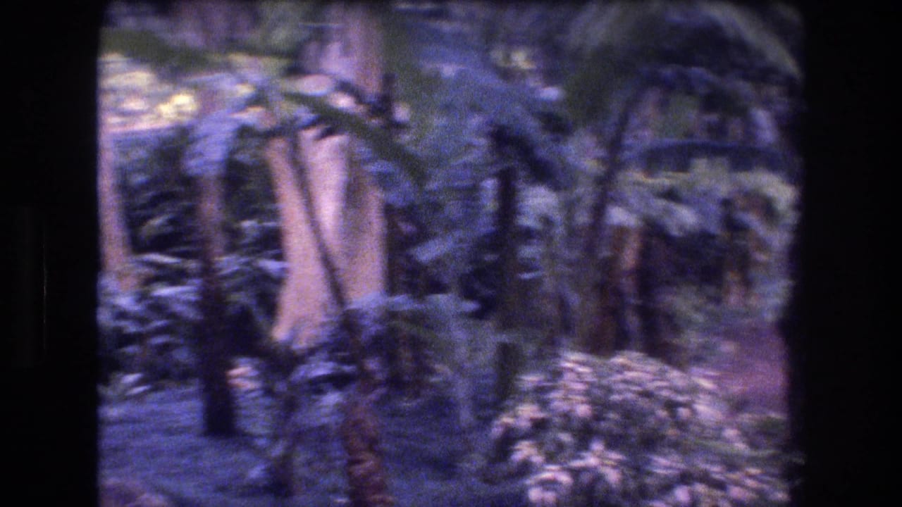 1977 Honolulu home-movie frame showing a shaded tropical garden area with tree trunks, palm-like plants, dense undergrowth, and a partially visible path.