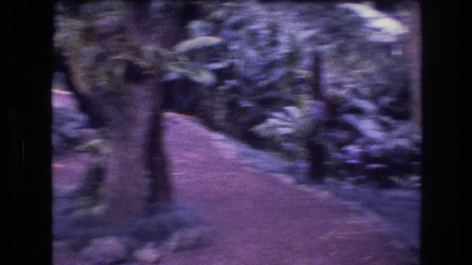 1977 Honolulu home-movie frame showing a tree trunk near a reddish dirt trail bordered by dense tropical plants and shaded garden growth.
