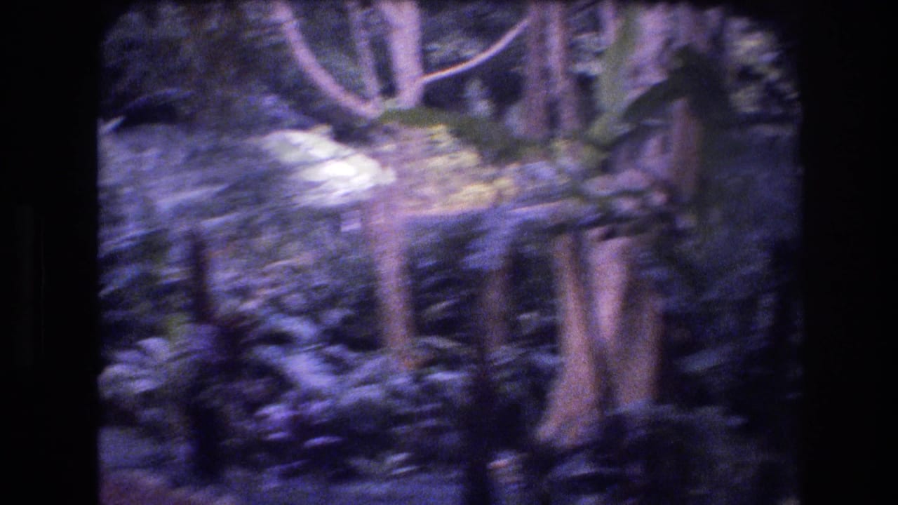 1977 Honolulu, Oahu 8mm frame showing dense tropical foliage, tree trunks, and a shaded garden path with soft motion blur.