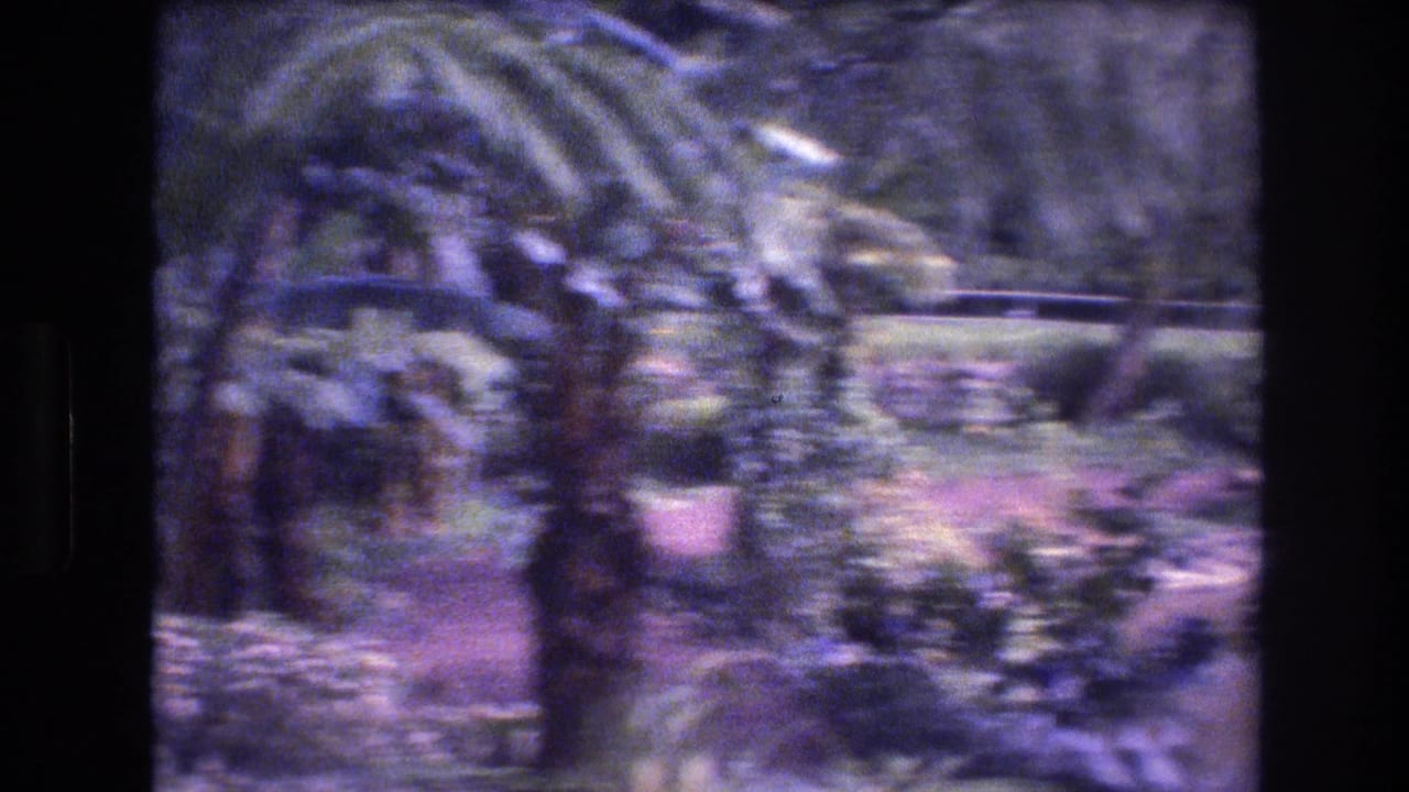 Palm fronds and garden vegetation near a winding outdoor path.