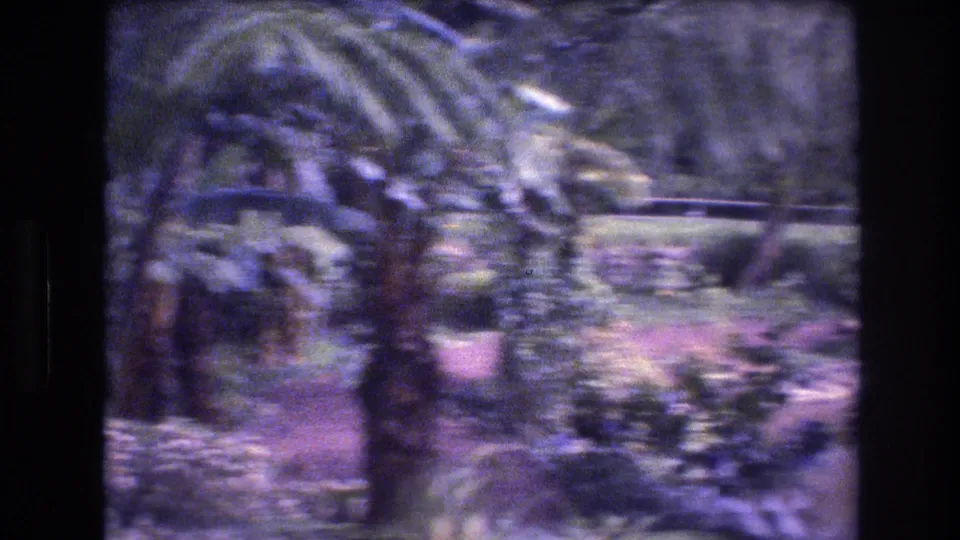 1977 Honolulu, Oahu home-movie frame with palm fronds, landscaped vegetation, and a winding outdoor path partly obscured by blur.