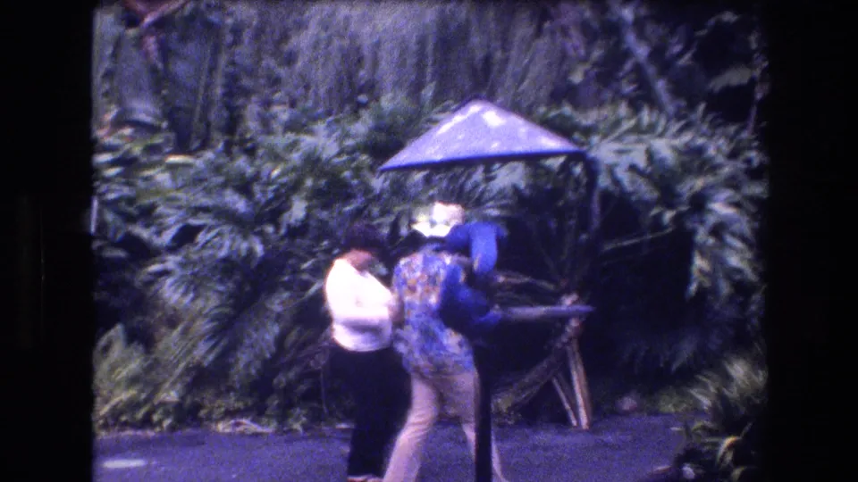 Two visitors stand close to a blue macaw display in the 1977 Honolulu garden footage, with the bird perched below a small umbrella against thick green foliage.