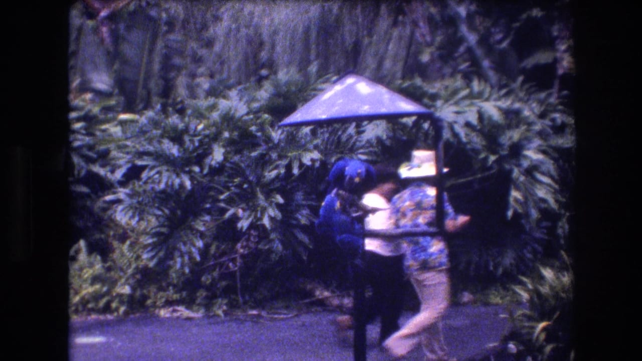 In 1977 Honolulu home-movie footage, a person in a straw hat and patterned shirt films a large blue parrot perched under a small umbrella in dense tropical foliage.