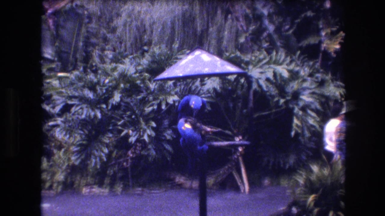 Blue parrot stands on a perch beneath a small umbrella with foliage behind it.