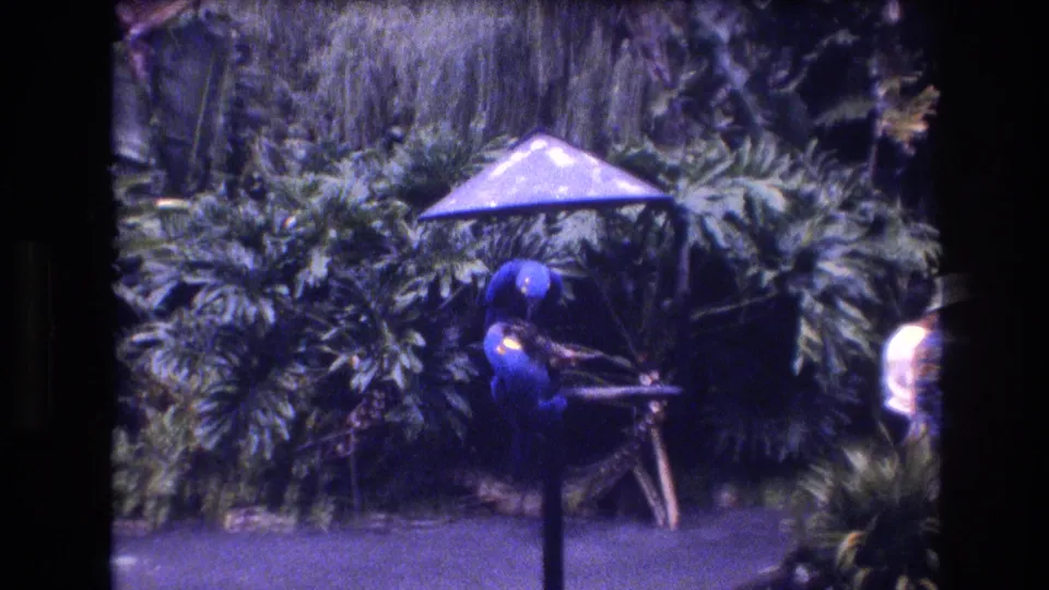 A large blue parrot remains on its stand beneath a small umbrella in the Honolulu tropical garden setting, with a visitor partly visible at the edge of frame.