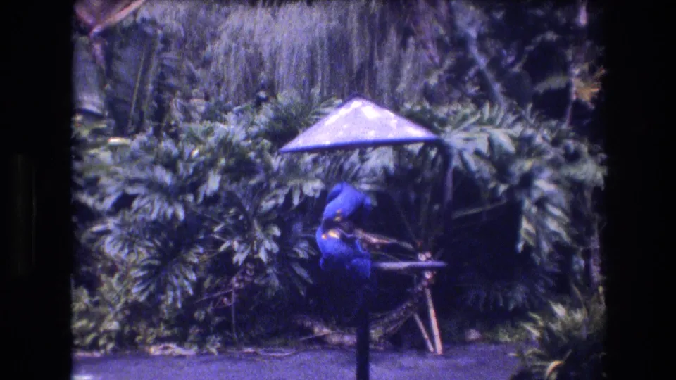 The 1977 Honolulu 8mm frame shows the blue parrot leaning over its perch beneath the umbrella, surrounded by dense garden greenery and palm-like fronds.
