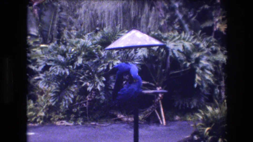 A large blue parrot is framed close to the stand under a small umbrella in the Honolulu garden, with saturated 8mm color and soft focus visible in the scan.