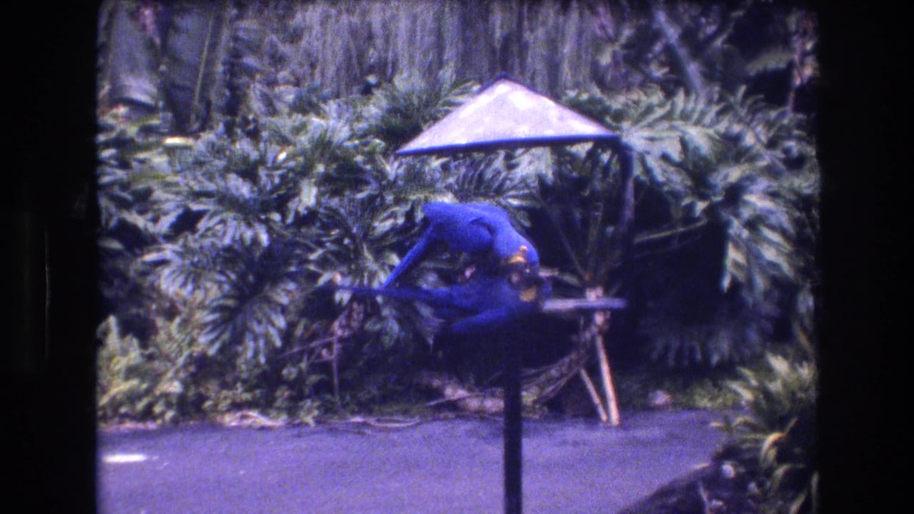 Two blue macaws perch close together on a small feeding station beneath an umbrella canopy in a 1977 Honolulu tropical garden setting.