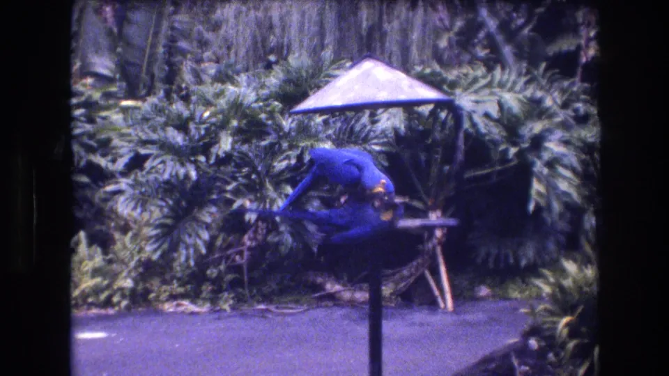 Two blue macaws perch close together on a small feeding station beneath an umbrella canopy in a 1977 Honolulu tropical garden setting.
