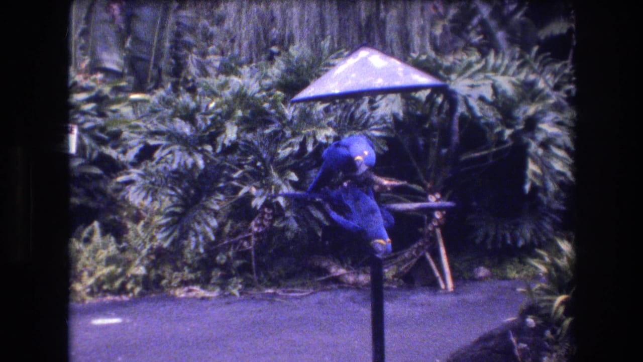 Blue macaws leaning over a feeding stand surrounded by leafy plants.
