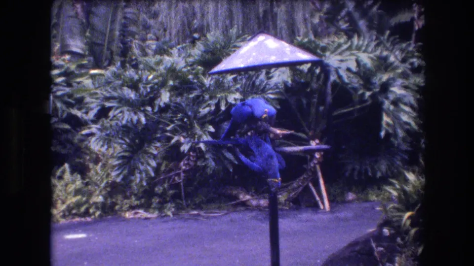 A blue macaw bends forward near the feeding perch while another blue bird is partly obscured, with dense tropical plants filling the Honolulu garden background.