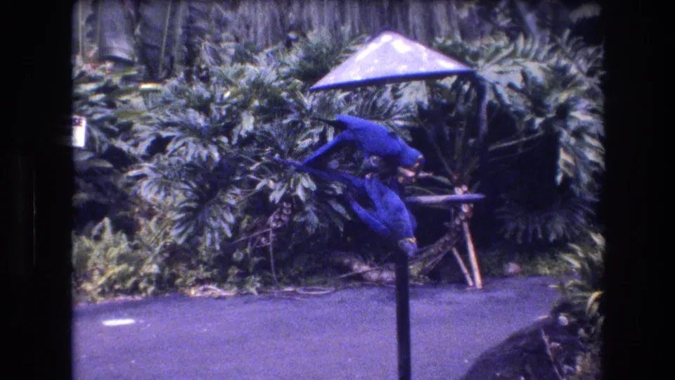 A blue macaw leans across the small feeding station in the 1977 Honolulu home-movie shot, backed by layered tropical foliage and a pale canopy.