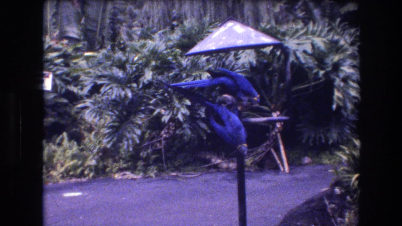 In 1977 Honolulu, Oahu home-movie footage, two blue parrots feed from a small wooden bird table beneath a canopy in dense tropical greenery.
