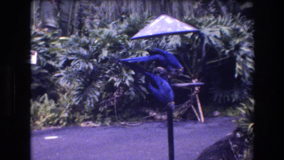 In 1977 Honolulu, Oahu home-movie footage, two blue parrots feed from a small wooden bird table beneath a canopy in dense tropical greenery.