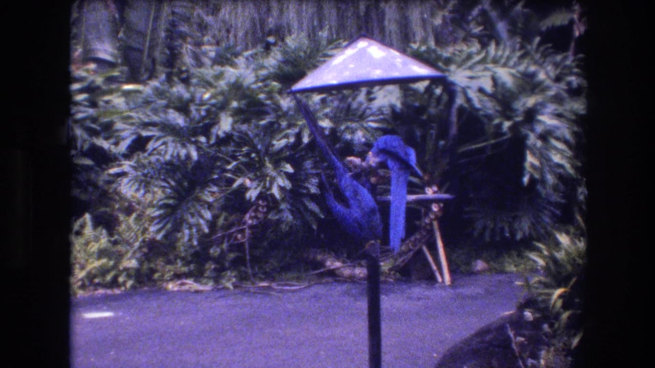 A blue parrot stretches toward the bird table while another stays nearby in a tropical garden setting supported by the Honolulu, Oahu metadata.