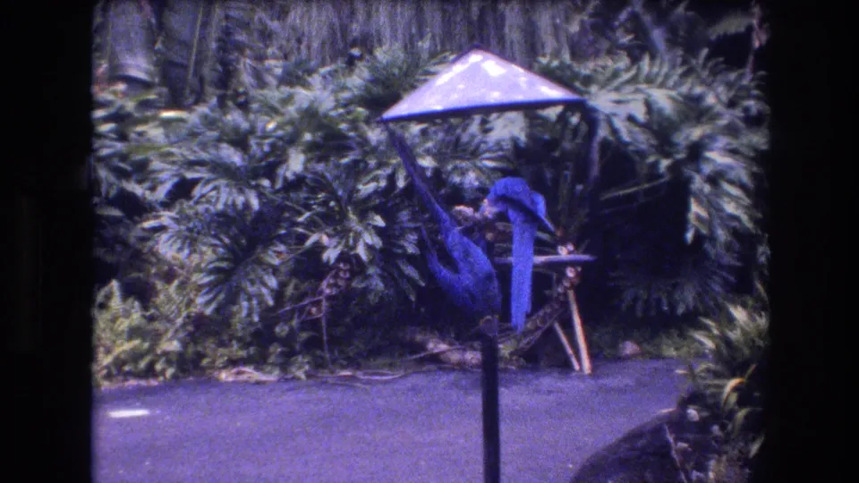 A blue parrot stretches toward the bird table while another stays nearby in a tropical garden setting supported by the Honolulu, Oahu metadata.