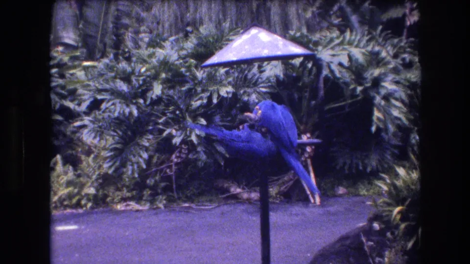 The 8mm frame shows a blue parrot bending over the bird table in a leafy Honolulu garden scene, with the second bird partly obscured by motion and framing.