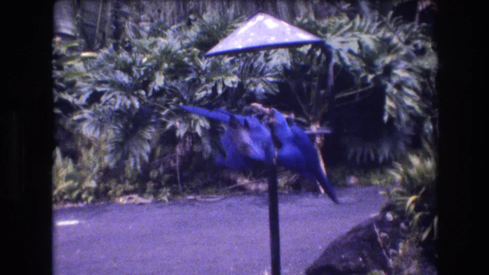 A blue parrot extends horizontally near the wooden feeder while another blue bird remains close, captured in purple-shifted 1977 Honolulu 8mm footage.