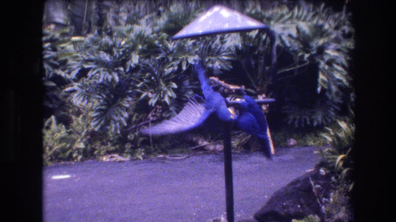 1977 8mm home-movie frame from Honolulu, Oahu, showing two blue parrots moving on a stick perch beneath a small conical shade with dense foliage behind them.