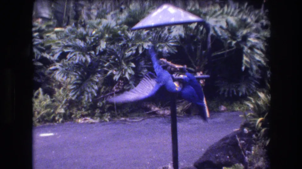 1977 8mm home-movie frame from Honolulu, Oahu, showing two blue parrots moving on a stick perch beneath a small conical shade with dense foliage behind them.