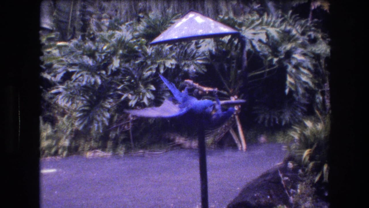 1977 Honolulu home-movie frame showing one blue parrot with wings extended while another remains near the stick perch in a planted garden area.