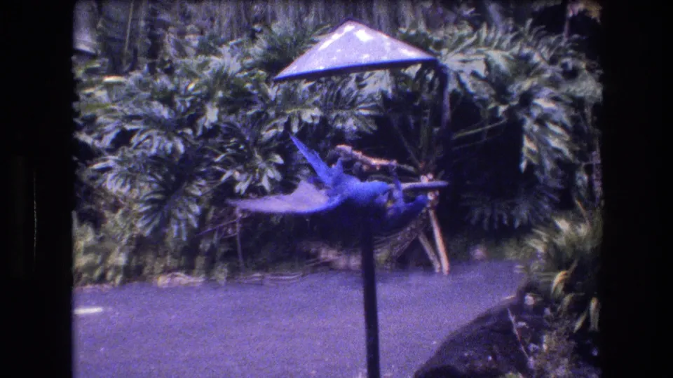 1977 Honolulu home-movie frame showing one blue parrot with wings extended while another remains near the stick perch in a planted garden area.