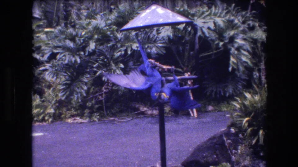 1977 8mm frame from Honolulu, Oahu, with two blue parrots clustered around a simple perch under a small shade in a tropical garden setting.